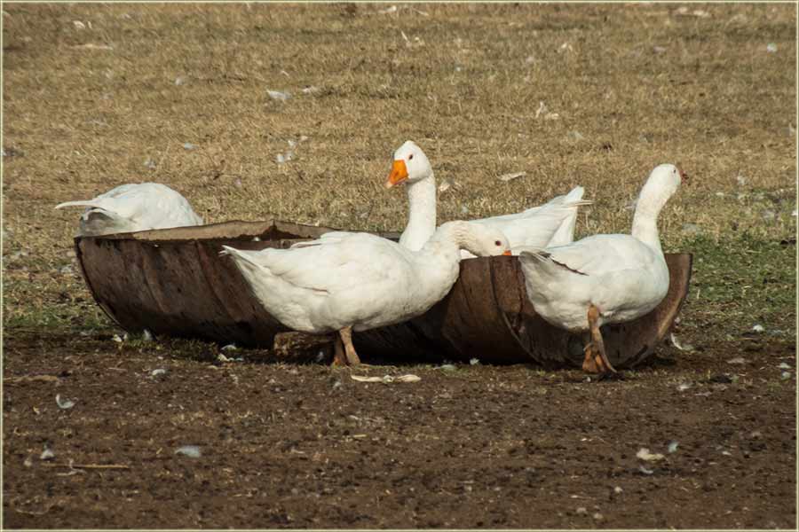 Ala sam i bijo žedan !!!