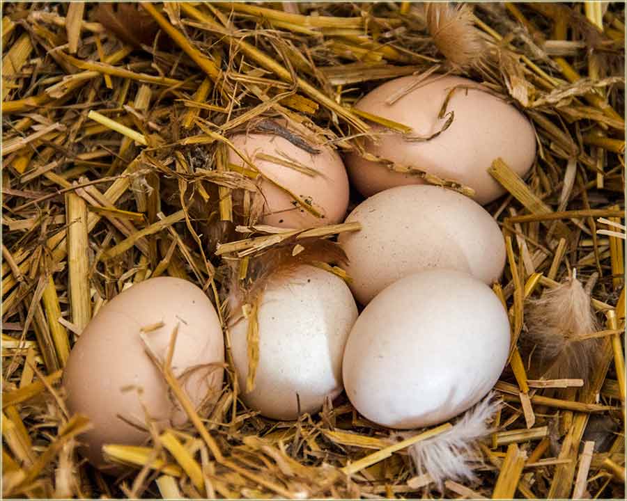 Čak i mućak služi zaNešto !!!