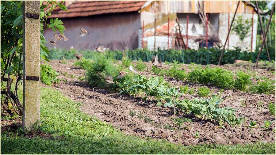 Vrabci, kav prirodni insekticidi !!!