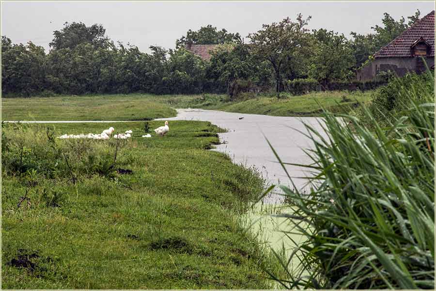 Ima neko i uživa u ovu kišu...