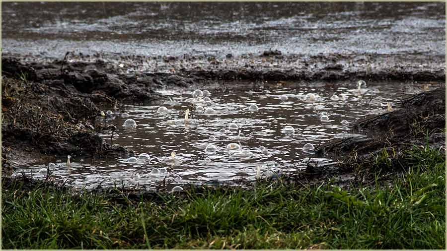 Doklena kiša pada ?
