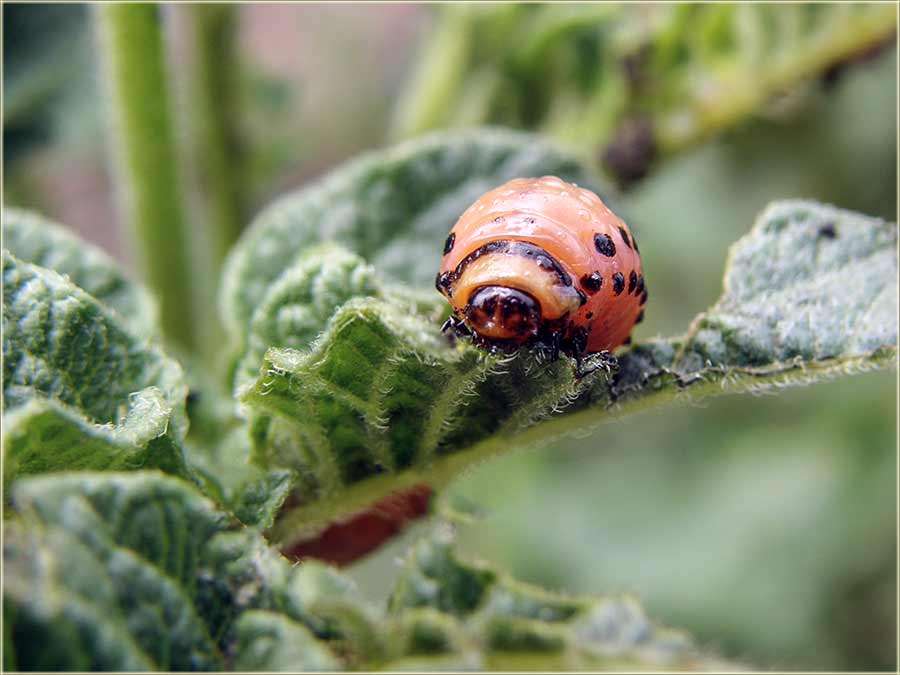 Kako protivu buba u krompir ?