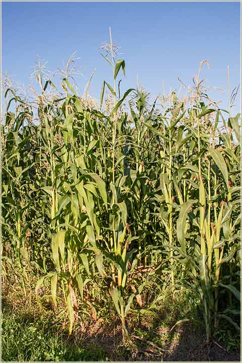 Jeste sas četir, a nije deteljina !?!