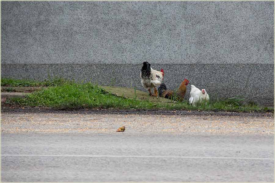 Neko je gâdno štetovo !!!