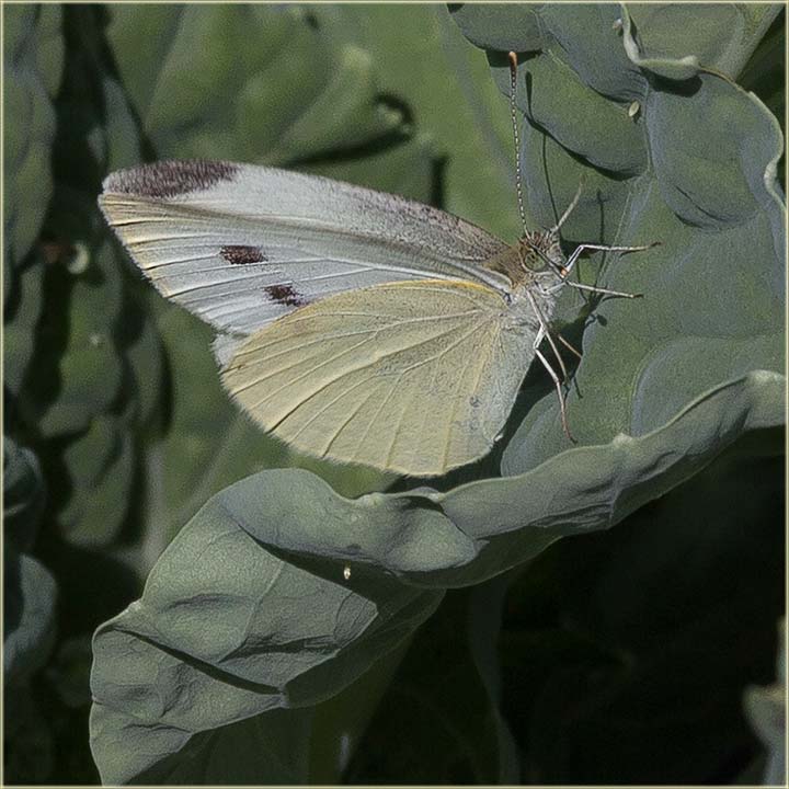 Evo još leptirova !!!