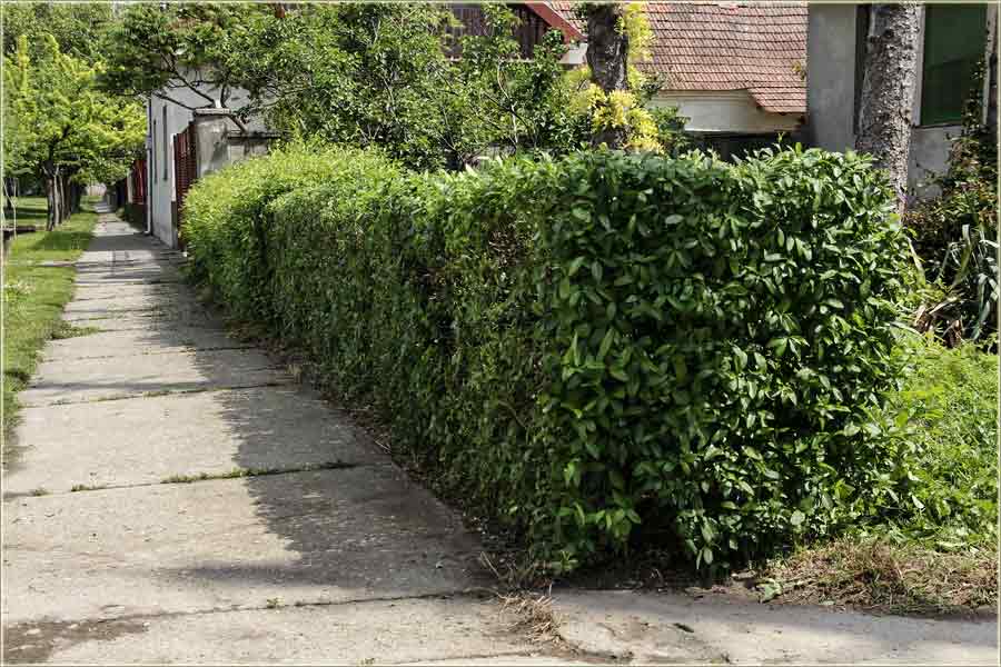 Opet o doVikivanjima...