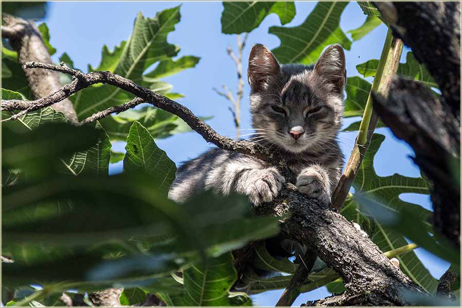Još edna sas drveta...