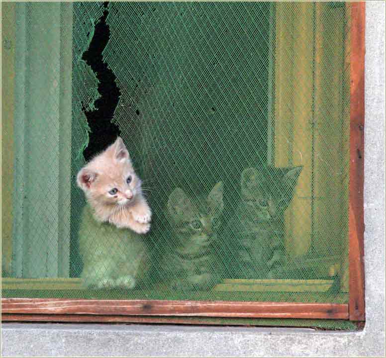 Kućni mezimci..., iliti ljubimci...