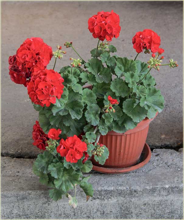 Muškaklja zimuske i sadekana !!!