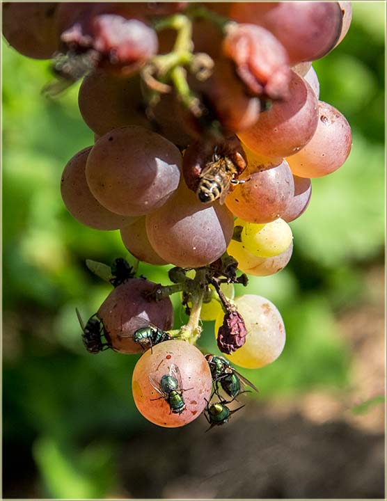 Berte grožđe što pre !!!