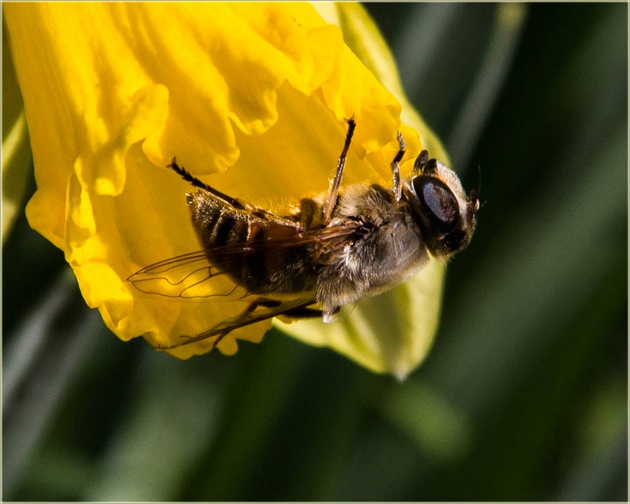 Procvetali su narcisi...