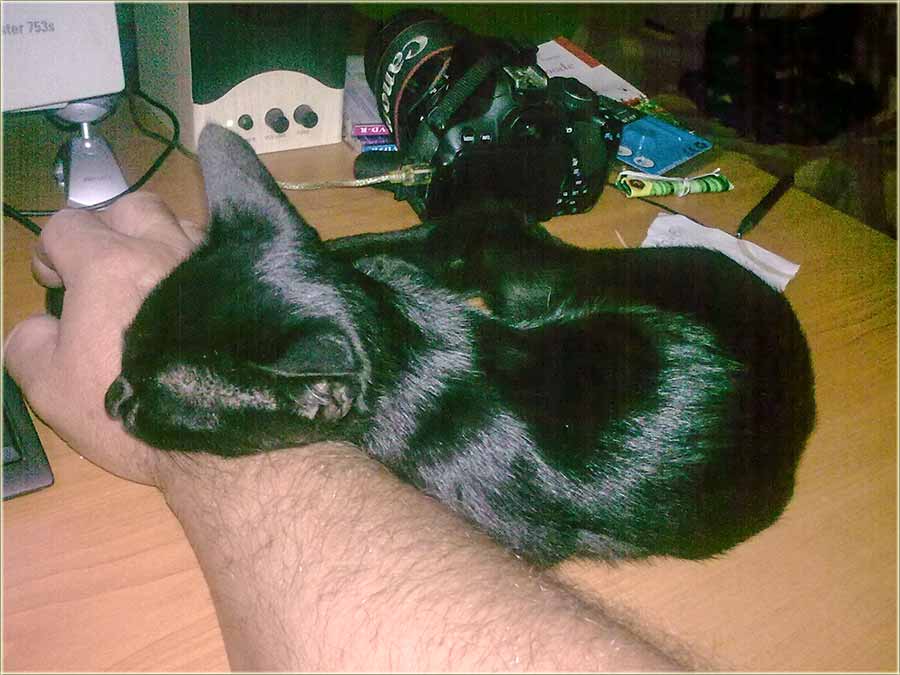 Nov, kućni ljubimac...