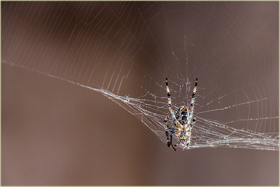 Eto..., čak je i u pesmu, je ušo...
