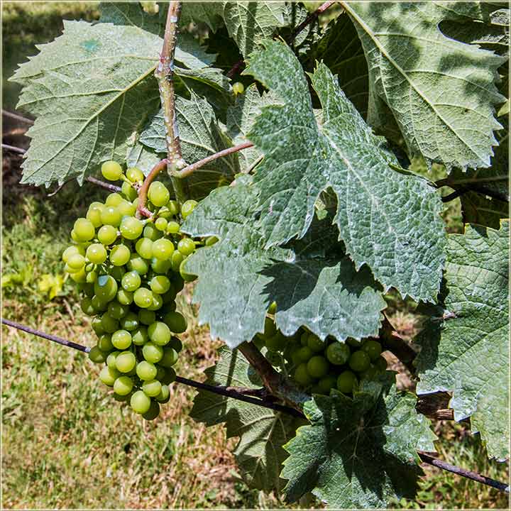 Ta ništa, brez plavog kamena !!!