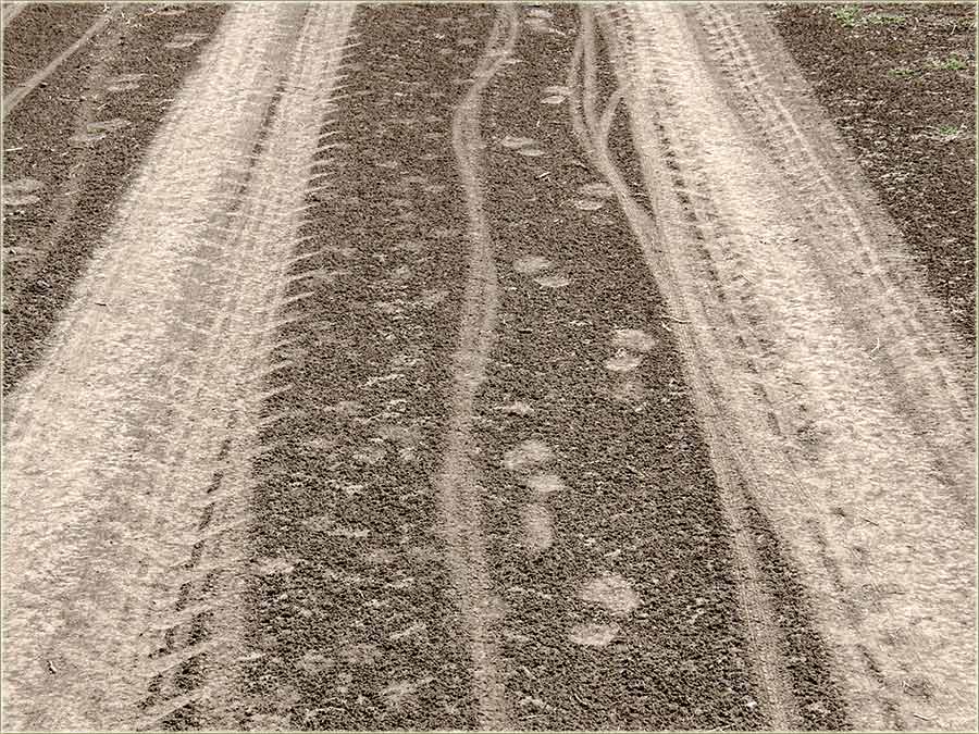 Jel znaš..., čega sam se zaŽelijo ?