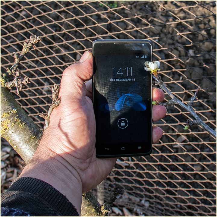 Procvetala, kad joj vreme nije !!!