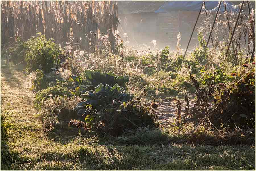 Prvi, jesenji mraz...