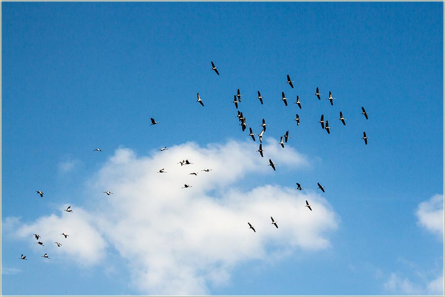 Sivi ždralovi iza nadvožnjaka I ...