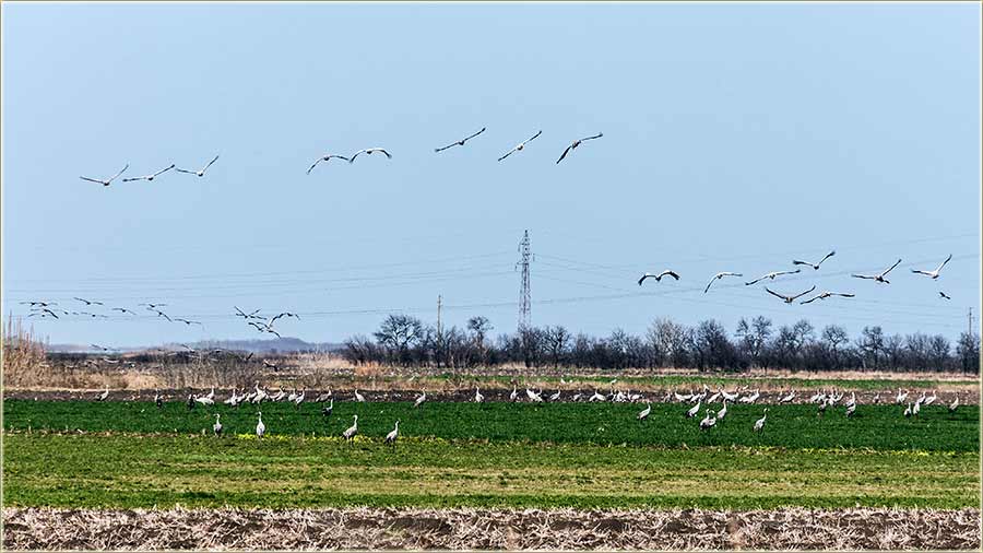 Sivi ždralovi iza nadvožnjaka II ...