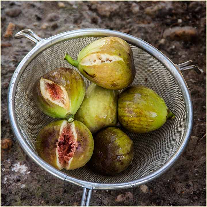 Ako ništa drugo, barem smokava ima !!!