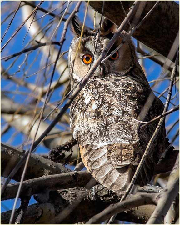 Novomiloševačke sove ušarke...