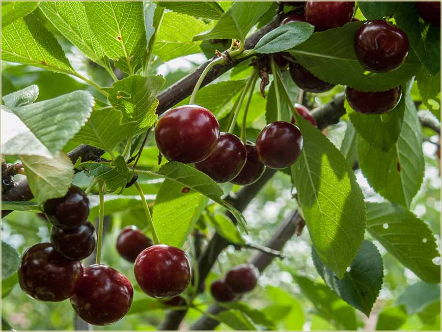 Bože dete, siđi sas drveta..., pašćeš !