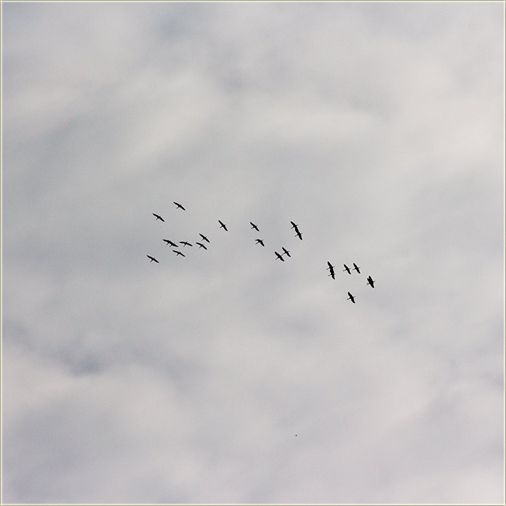 Doletili su nam sivi ždralovi !!!