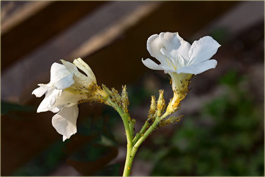 A samo sam teo, da slikam cvećke...