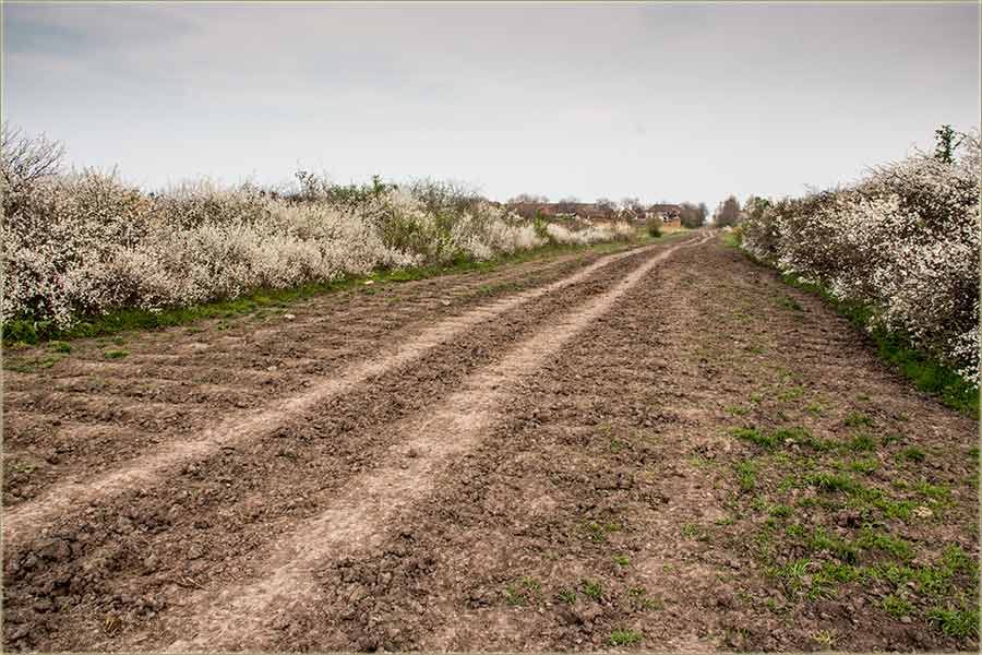Ovi dana, lepo cveta trnjina...