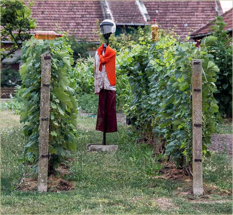 Grozdana, naNovo u akciju !!!