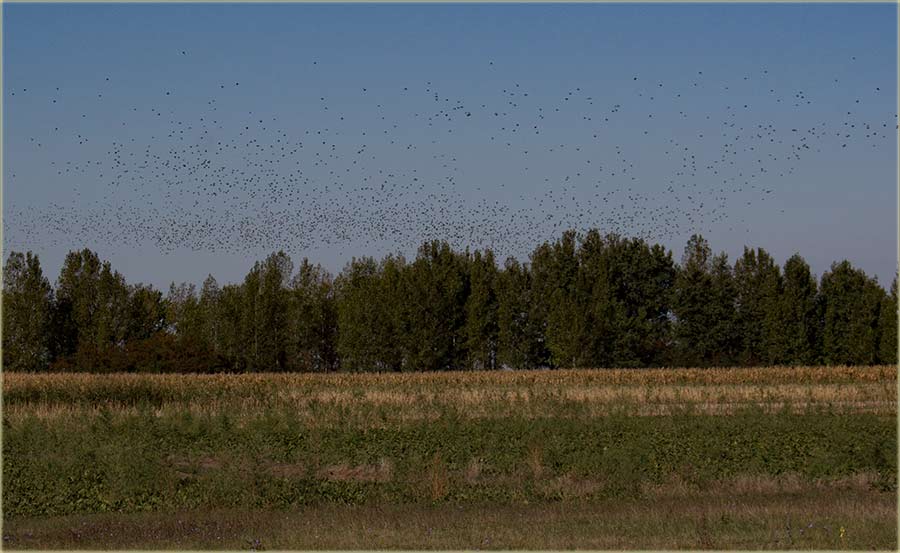 Čuvajte plodove od čvoraka !!!