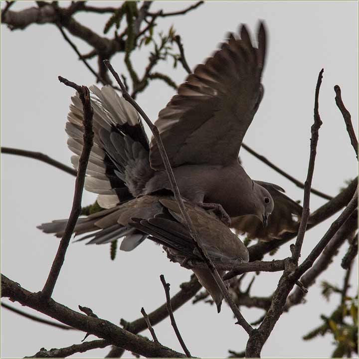 Velika, kumrijska tuča !!!