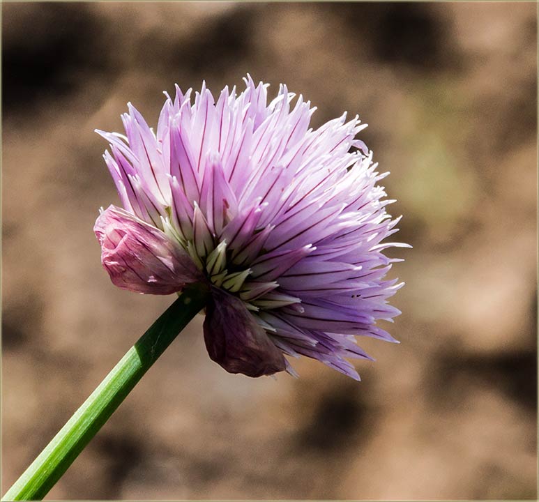 A kaka ti je ono, lepa cvećka uBašću ?
