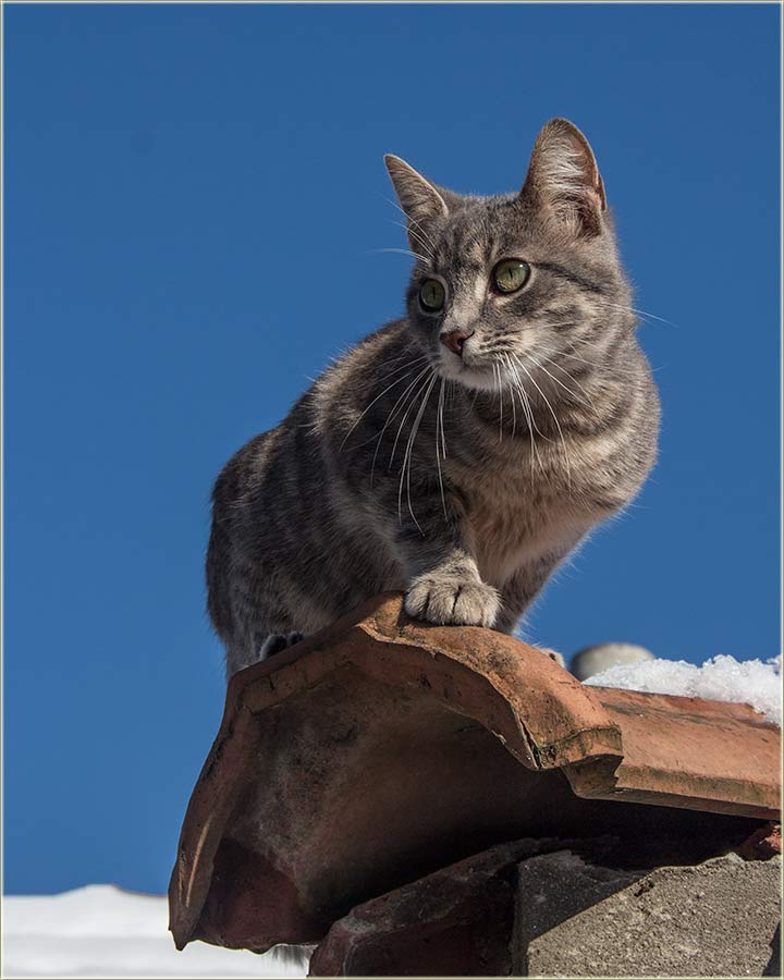 Evo jedna i po Njegošu...