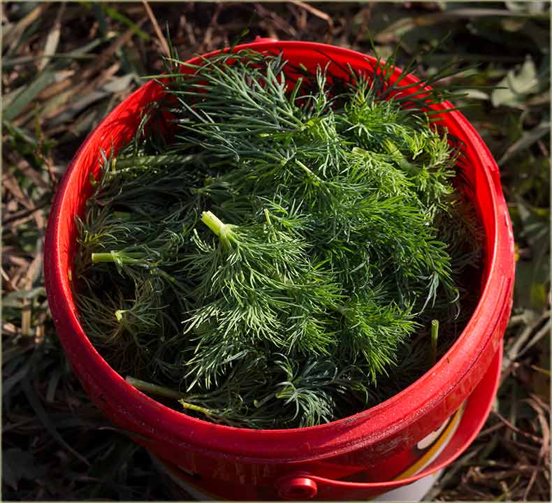 Mirođija jesenja...