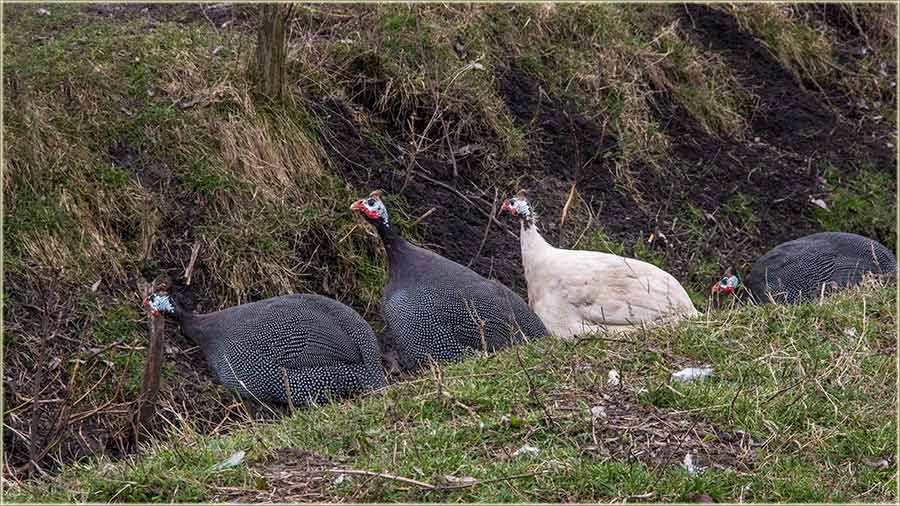 Gruvalo je, samo tako !!!