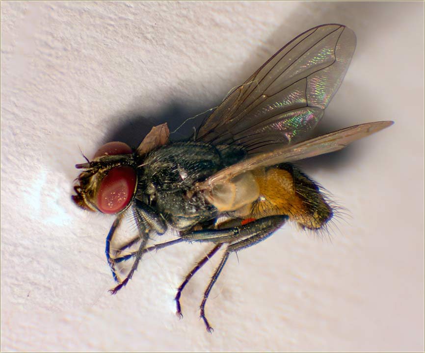 E, ovoj sam ja sudijo !!!