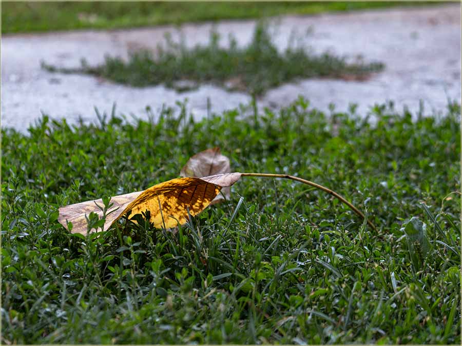 Ljudi moji..., napušća nas ovo leto !!!