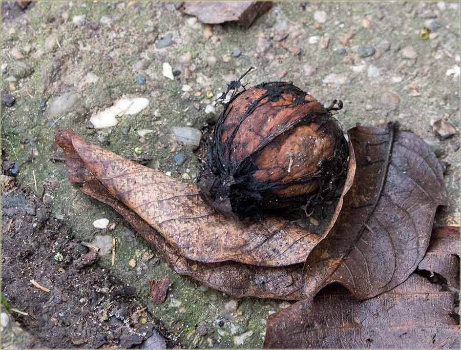 Još uvek sPadadu orasi !!!