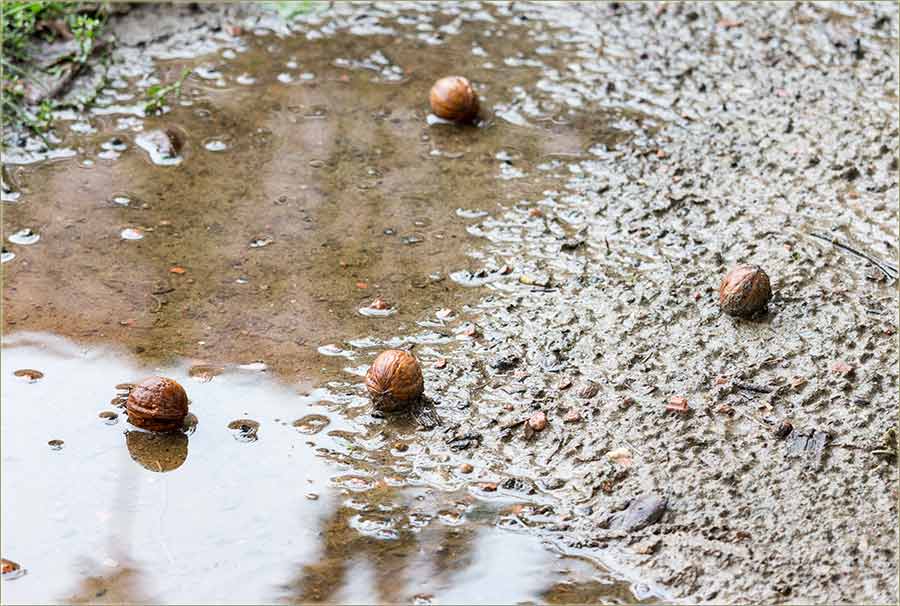 Ni orasi više nisu ko nekad..., al...