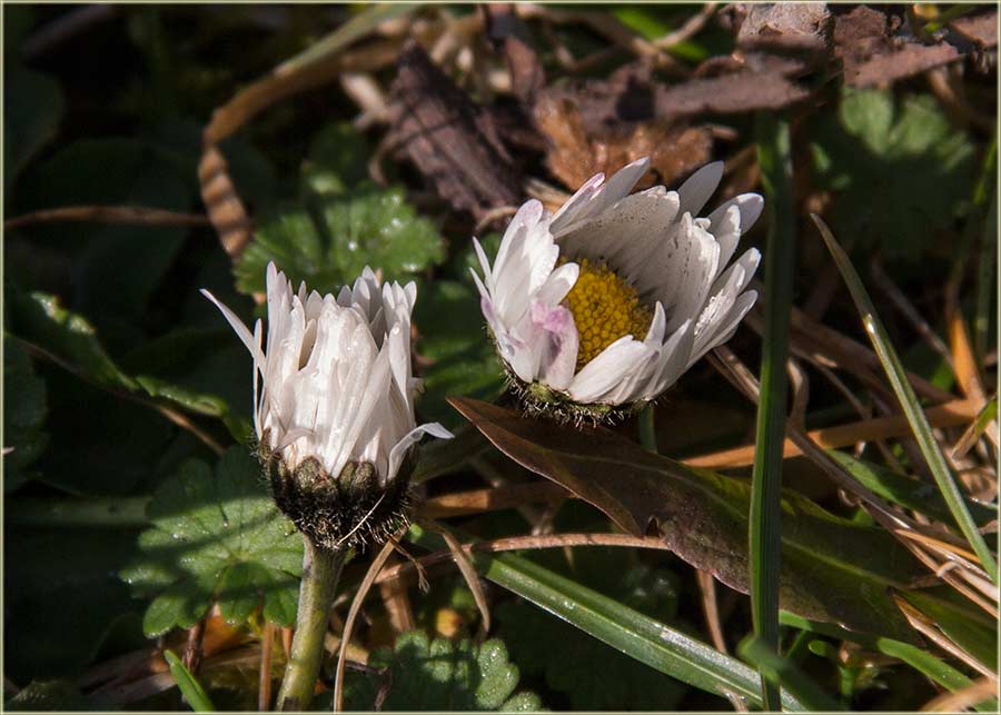 Srećan Vam Dan žena !!!