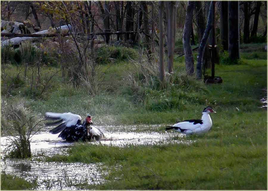 Da si kazo, dono bi ti robu ranije !!!