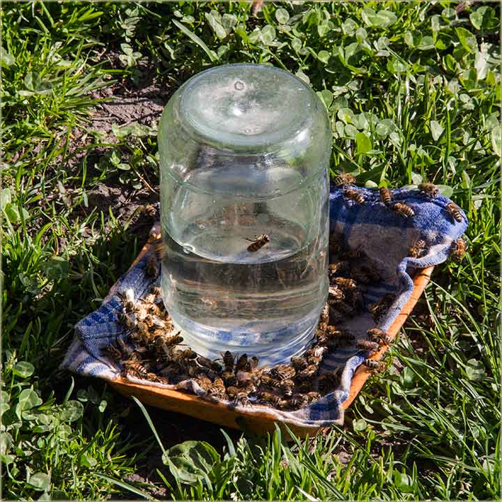 Pomozte pčelama..., žedne su !!!