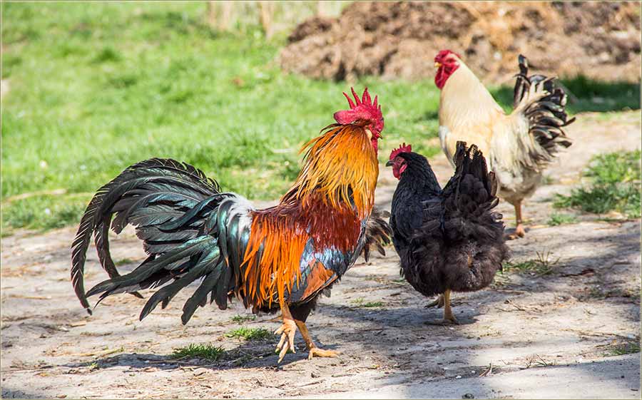 Oni baš i nisu vredni...