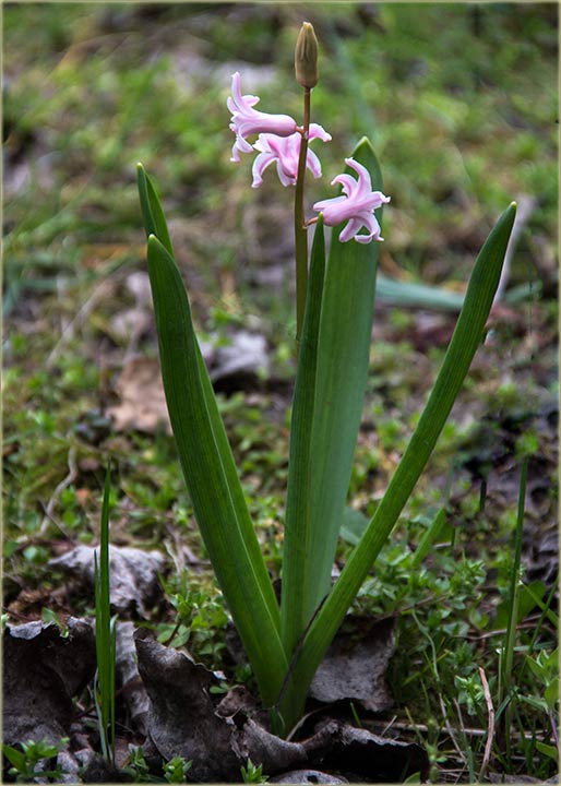 Râna, cvetna bašćica...