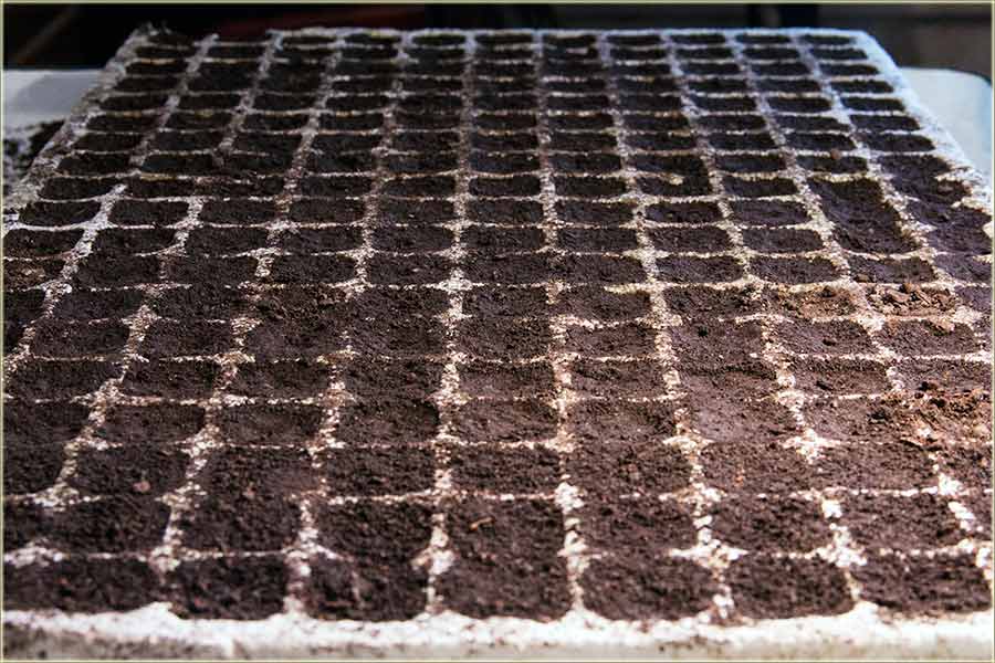 Početak sizone, za praljenje rasada !!!