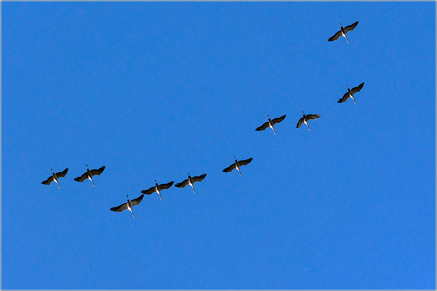 Stigli su nam sivi ždralovi !!!