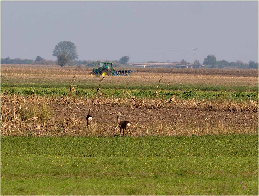 Malo mîra imadu srne i srndaći...