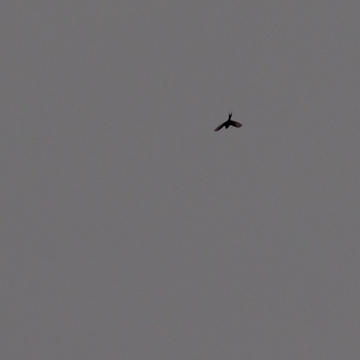 Stigle su nam i laste !!!