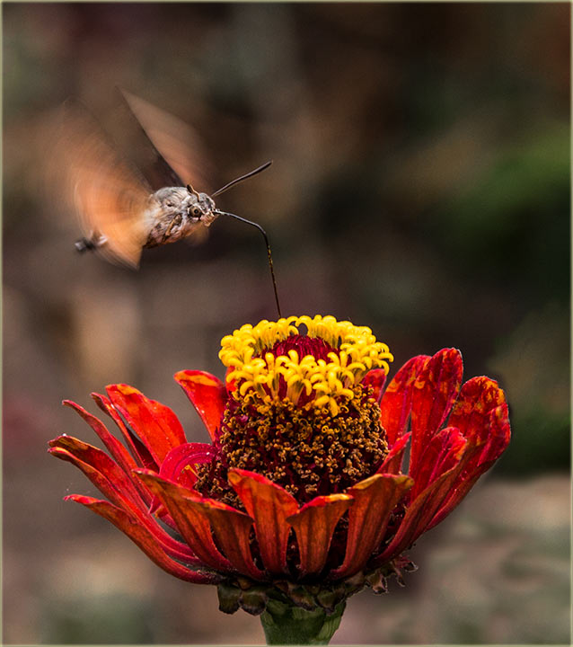 Sumračni leptir, 2015-te godine...